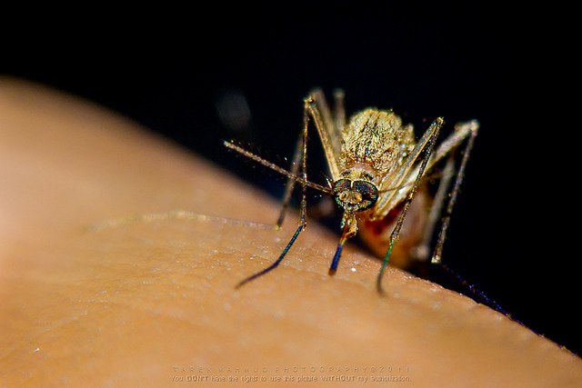 Coffee as Insect Repellant