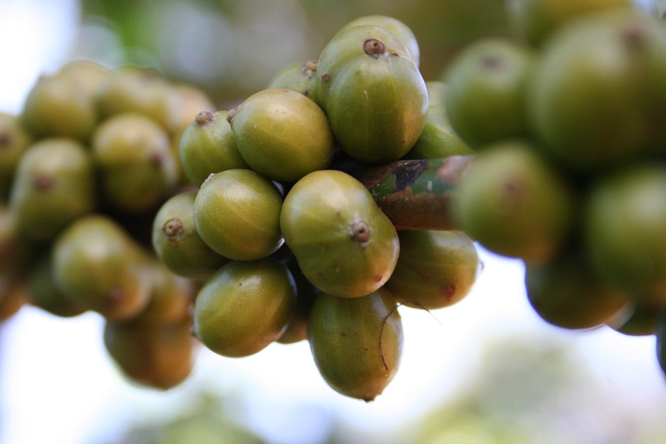 Robusta Beans on the vine