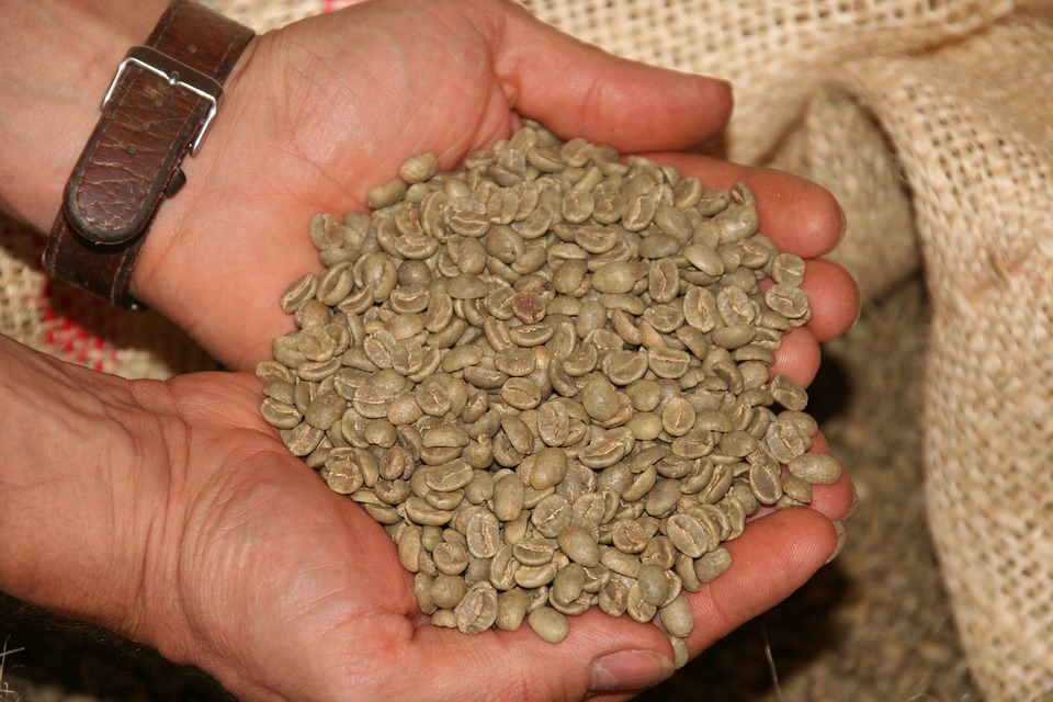 Green Robusta Beans