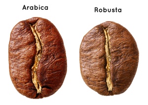 arabica vs. robusta, two main species of coffee bean, coffee plant species, coffee varieties