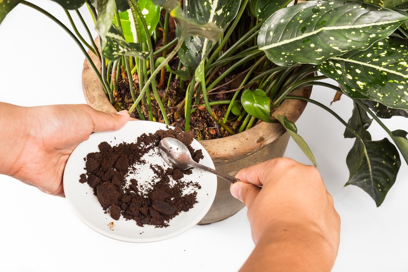 Coffee grounds for gardening Coletti Coffee